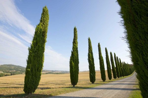 Italy, Tuscany Road and cypress trees